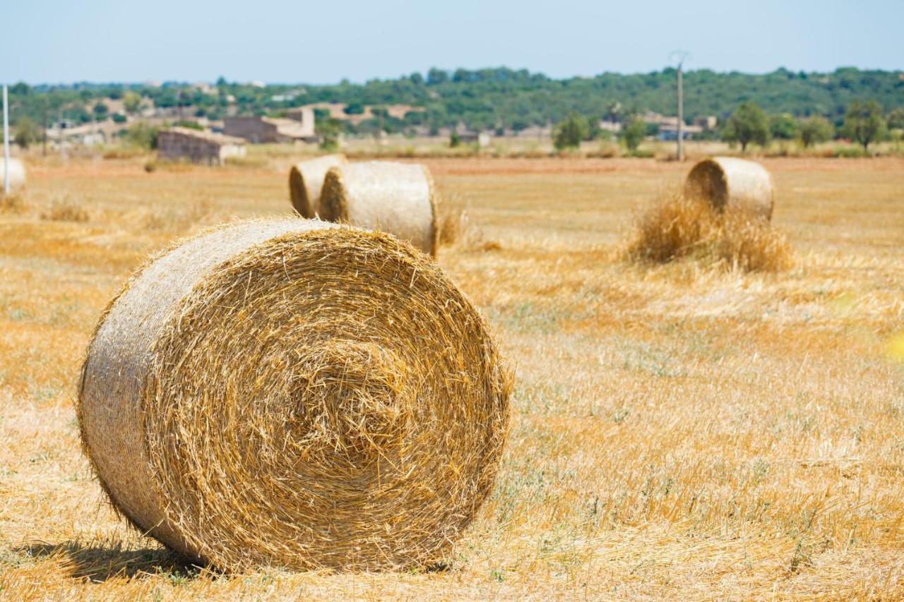 138 Els Olivers Et1083 By Mallorca Charme *